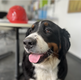 {{brizy_dc_image_alt imageSrc=